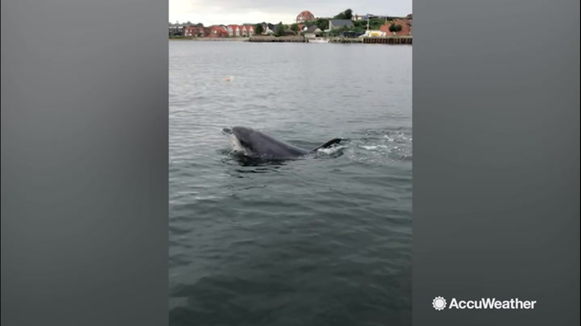 Ah the crazy life in the sea! This time two friends have captured remarkable footage of a dolphin flipping a jellyfish with its nose in the harbour at Sønderborg, in southern Denmark.