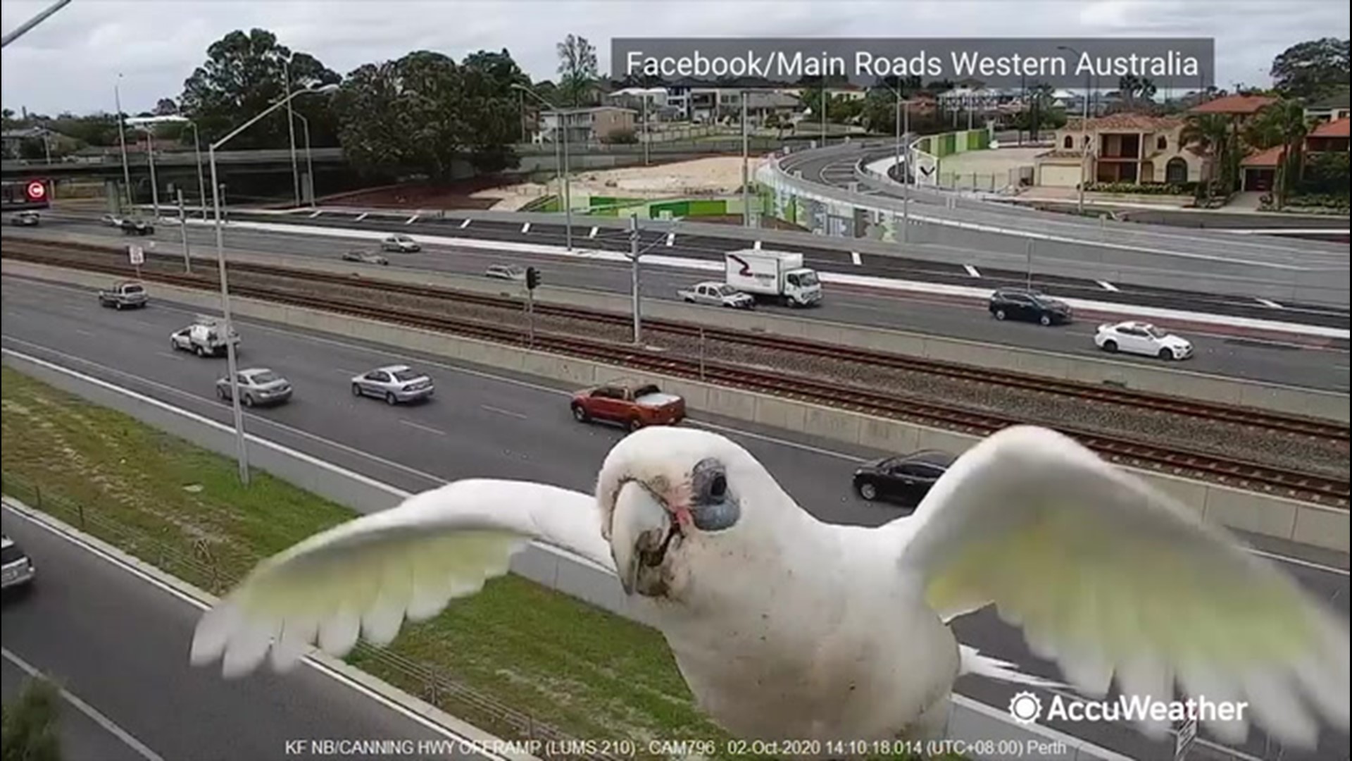 bird pecking camera