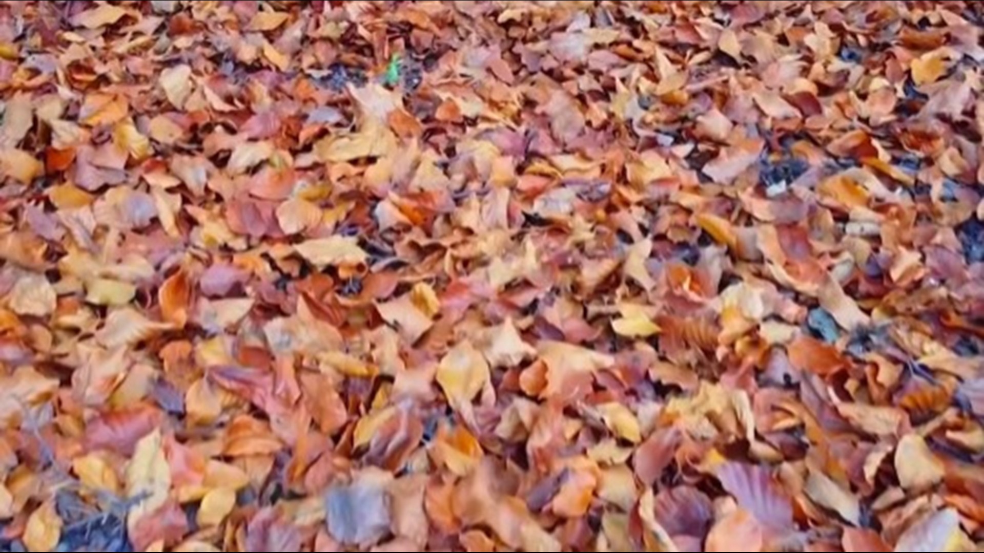 The breaking force of hair lab essay 07 image