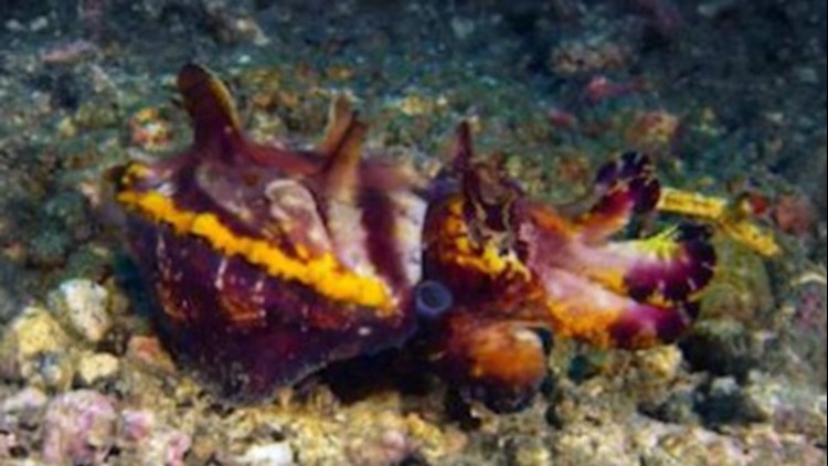 Check Out This Amazing Cuttlefish That Has So Many Colorful 'Outfits'