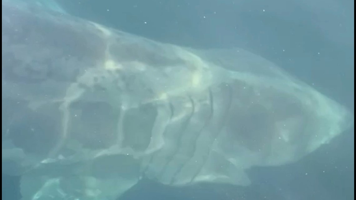Tiny Fishing Boat Has Face-to-Fin Encounter With 30-Foot-Long Shark | abc10.com