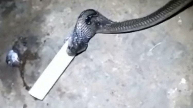 Unbelievable! This is the Moment a Cobra Vomits Up a Massive PVC Pipe