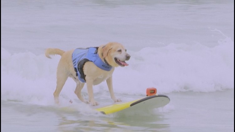 Surfing Dogs Catch Waves at California Championship