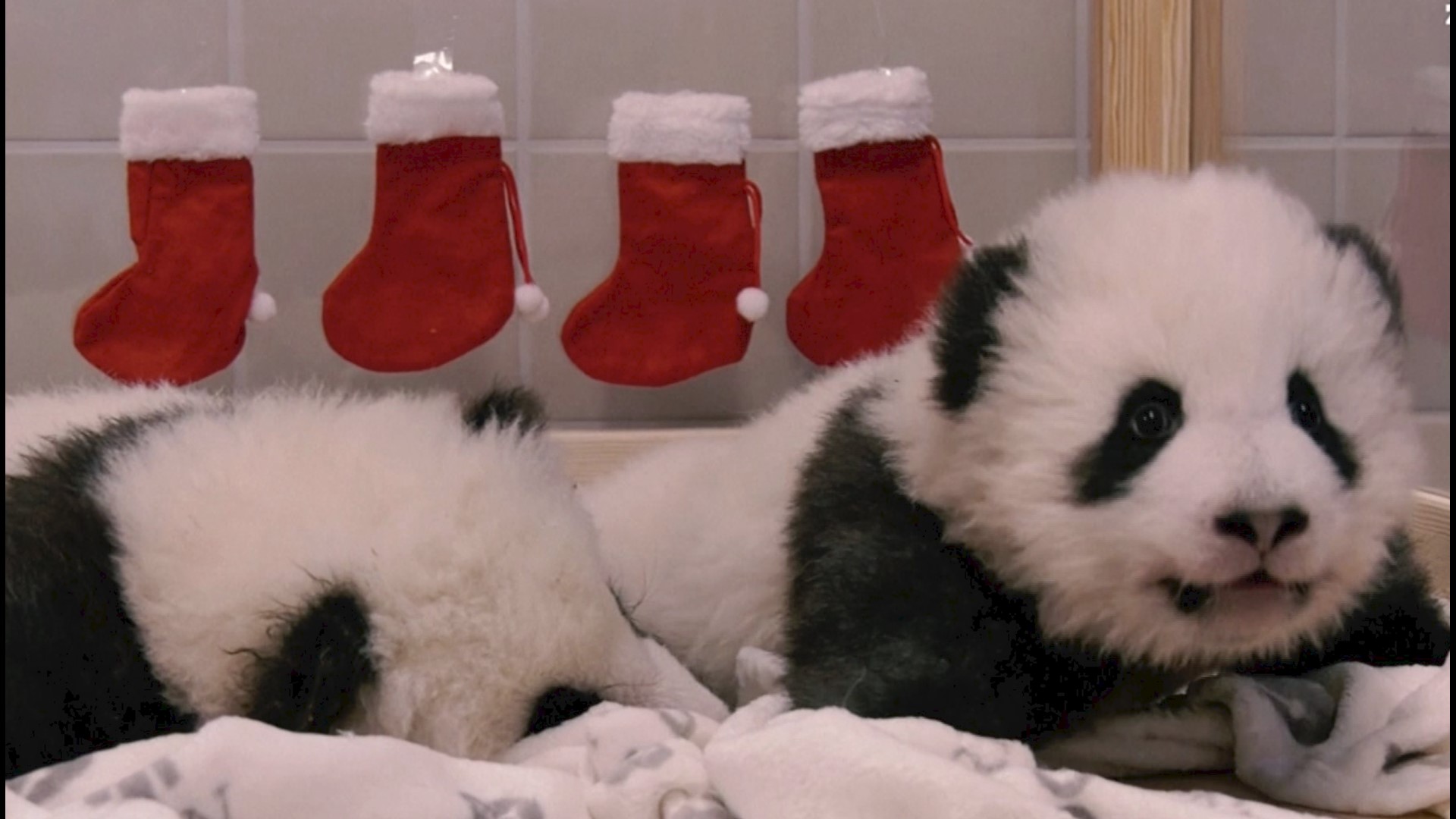 Adorable Baby Pandas Spend First Christmas With Mom Abc10 Com