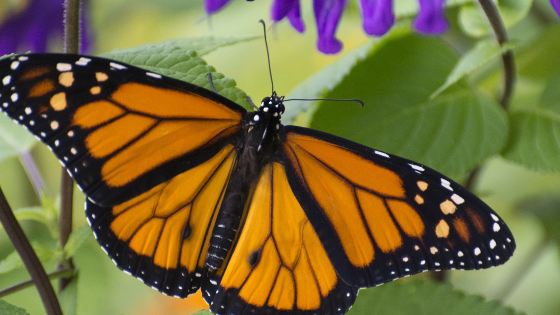 Butterfly Population Plummeting Toward Extinction In California Abc10 Com