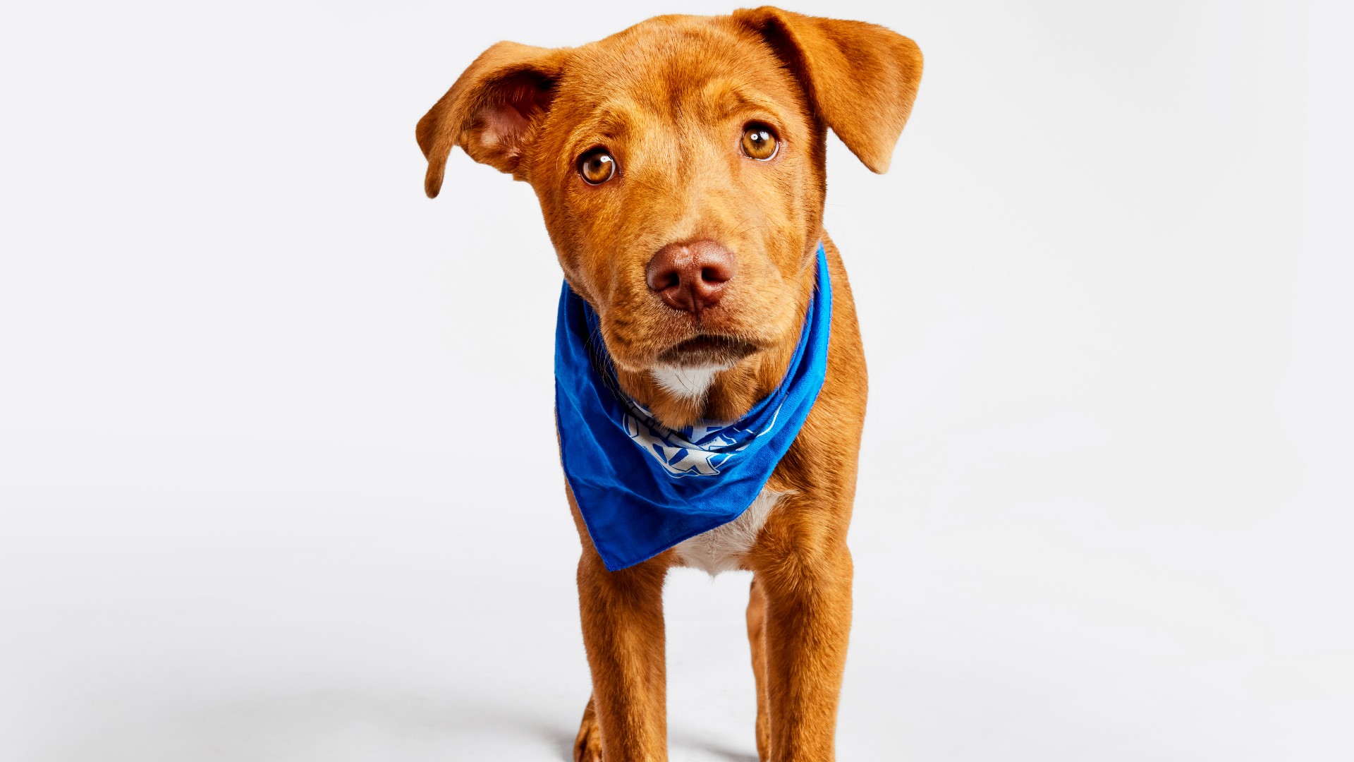 photos-see-the-adorable-2024-puppy-bowl-starting-lineup-abc10