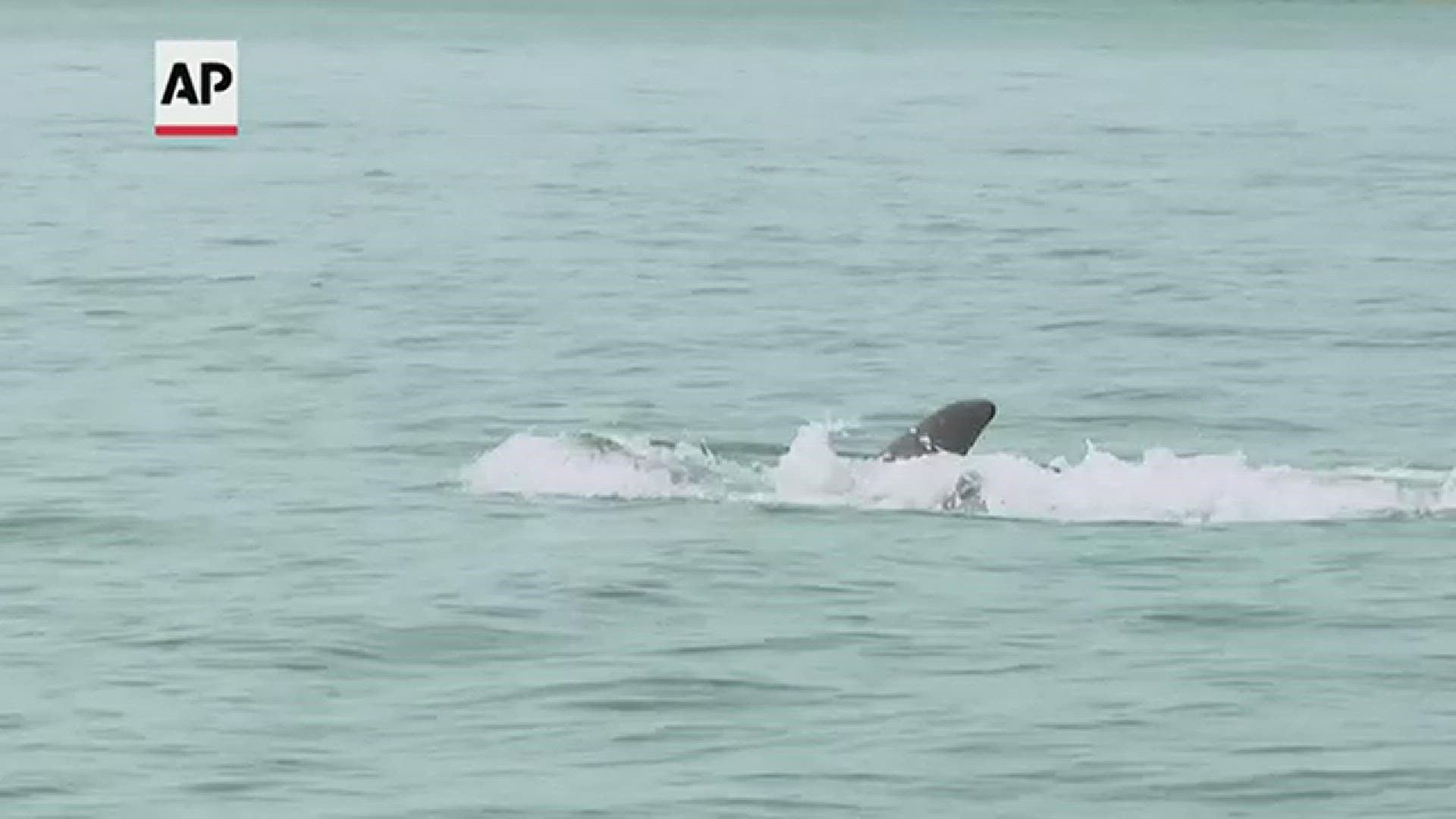 While friendly close contact is essential to dolphin social bonds, sharing space and air can also quickly spread disease.