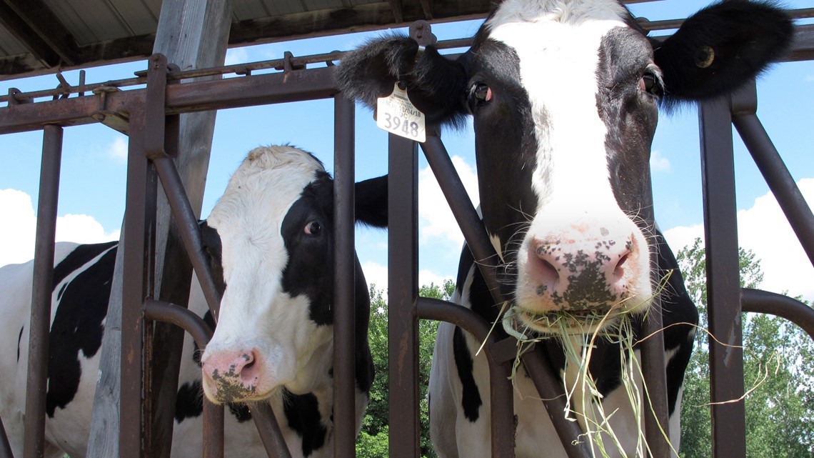 FDA: Remnants of bird flu virus found in pasteurized milk | abc10.com