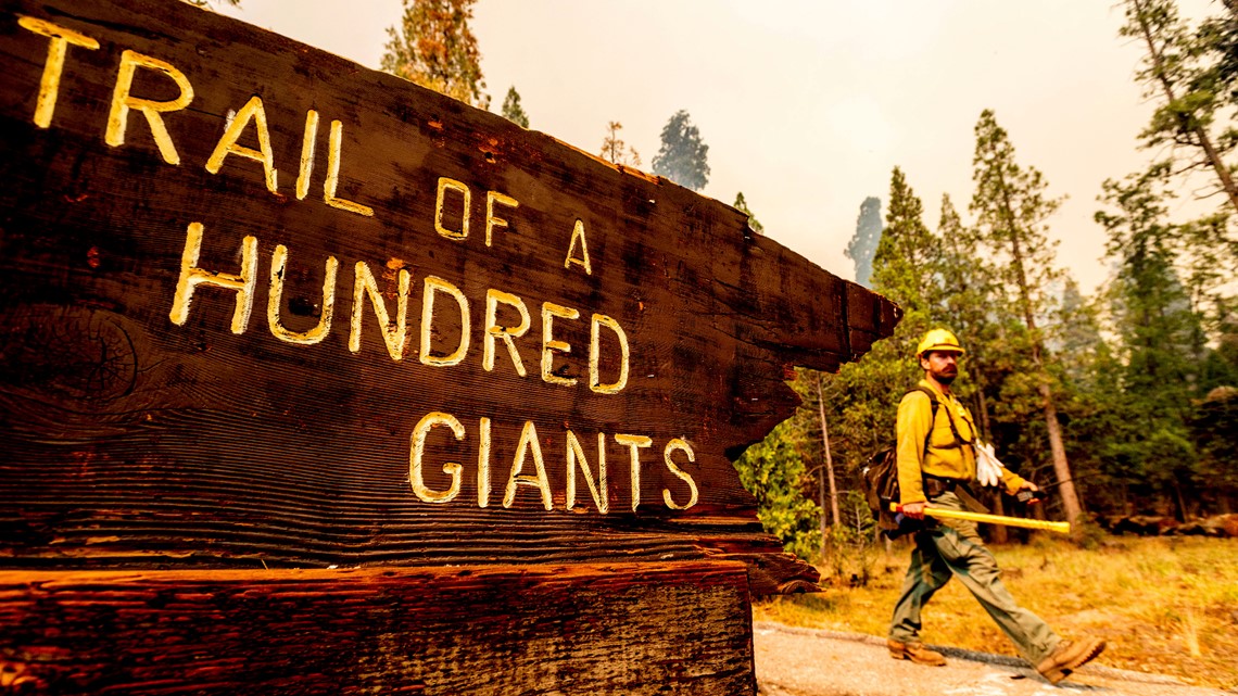 Giant Forest in Sequoia National Park not hurt by wildfire yet - Vimarsana News