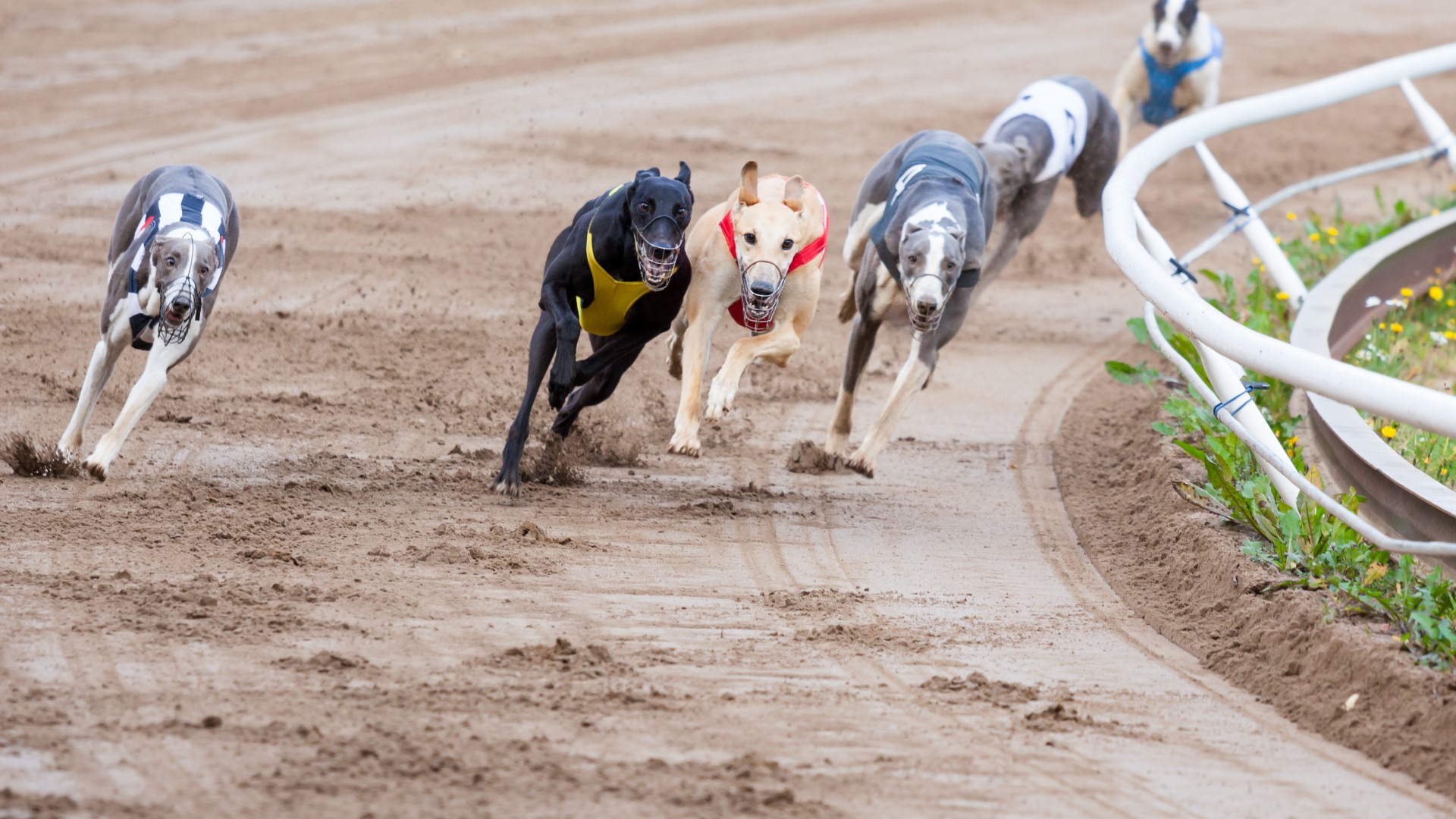 Group says greyhounds being trained with live rabbits