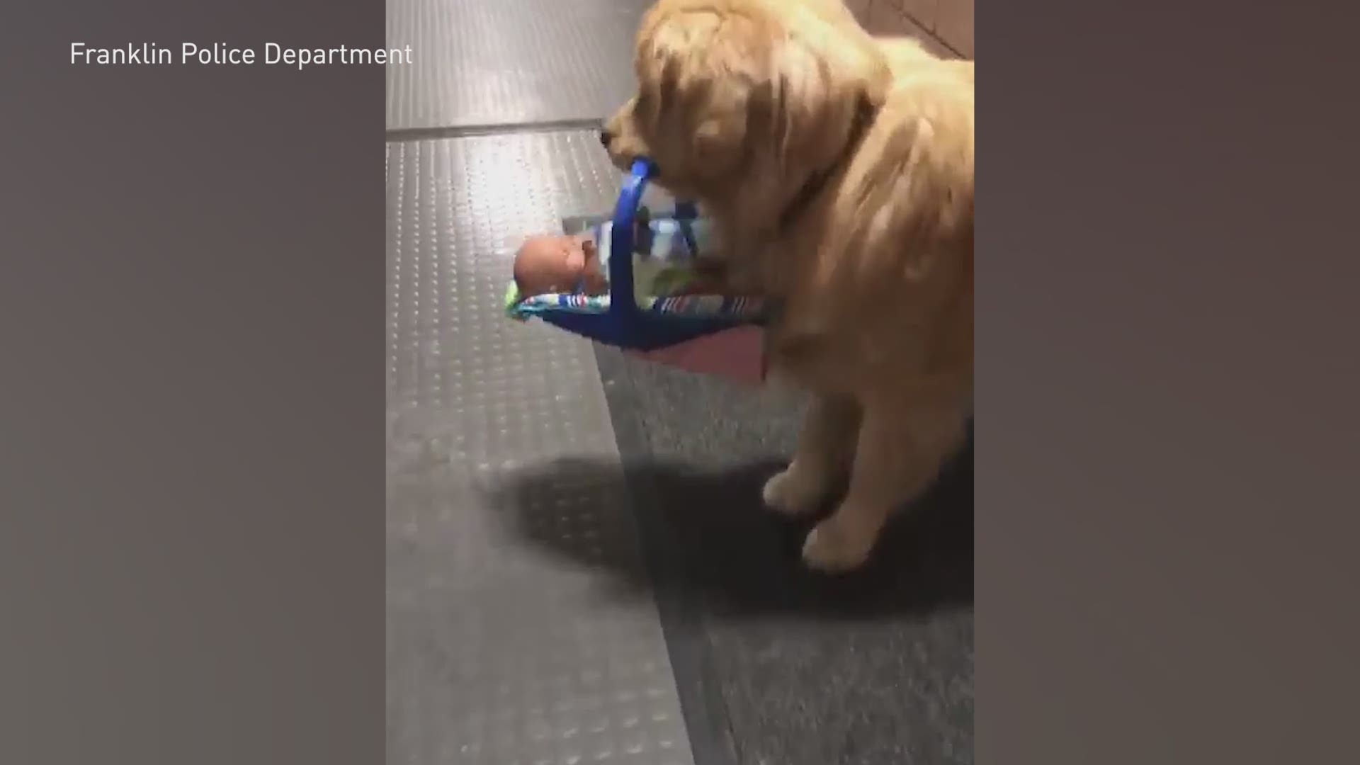 A Massachusetts police department caught their therapy dog hoarding Christmas toys that were about to be donated.