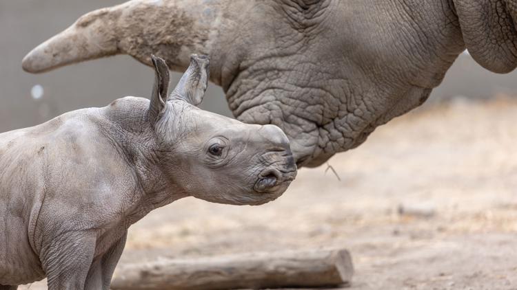 いるぱぱ　P. White Rhino PUP (from OC)【89】 White rhino born in California named after Ozzy Osbourne | abc10.com