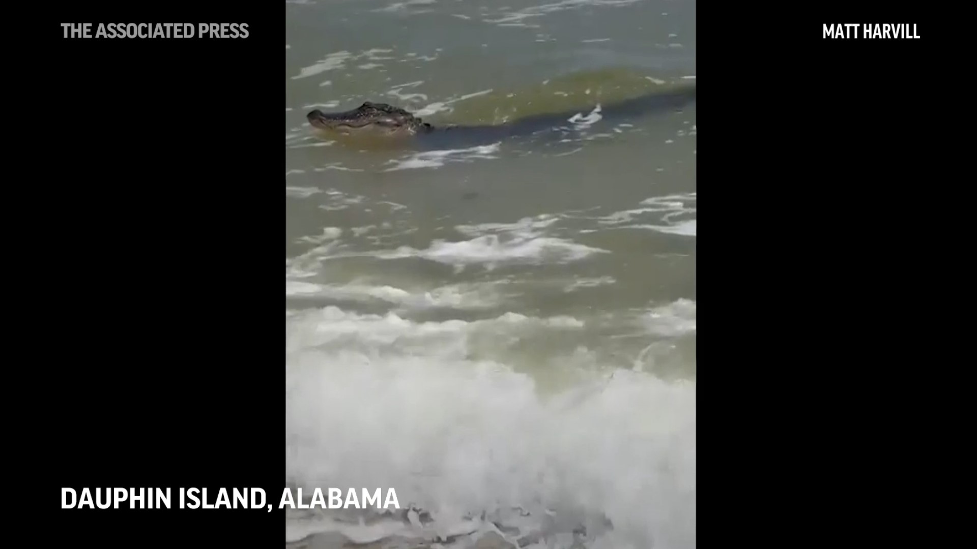 Matt Harvill, who was taking a trip to the beach with his girlfriend, spotted a lengthy gator bobbing in the waves.
