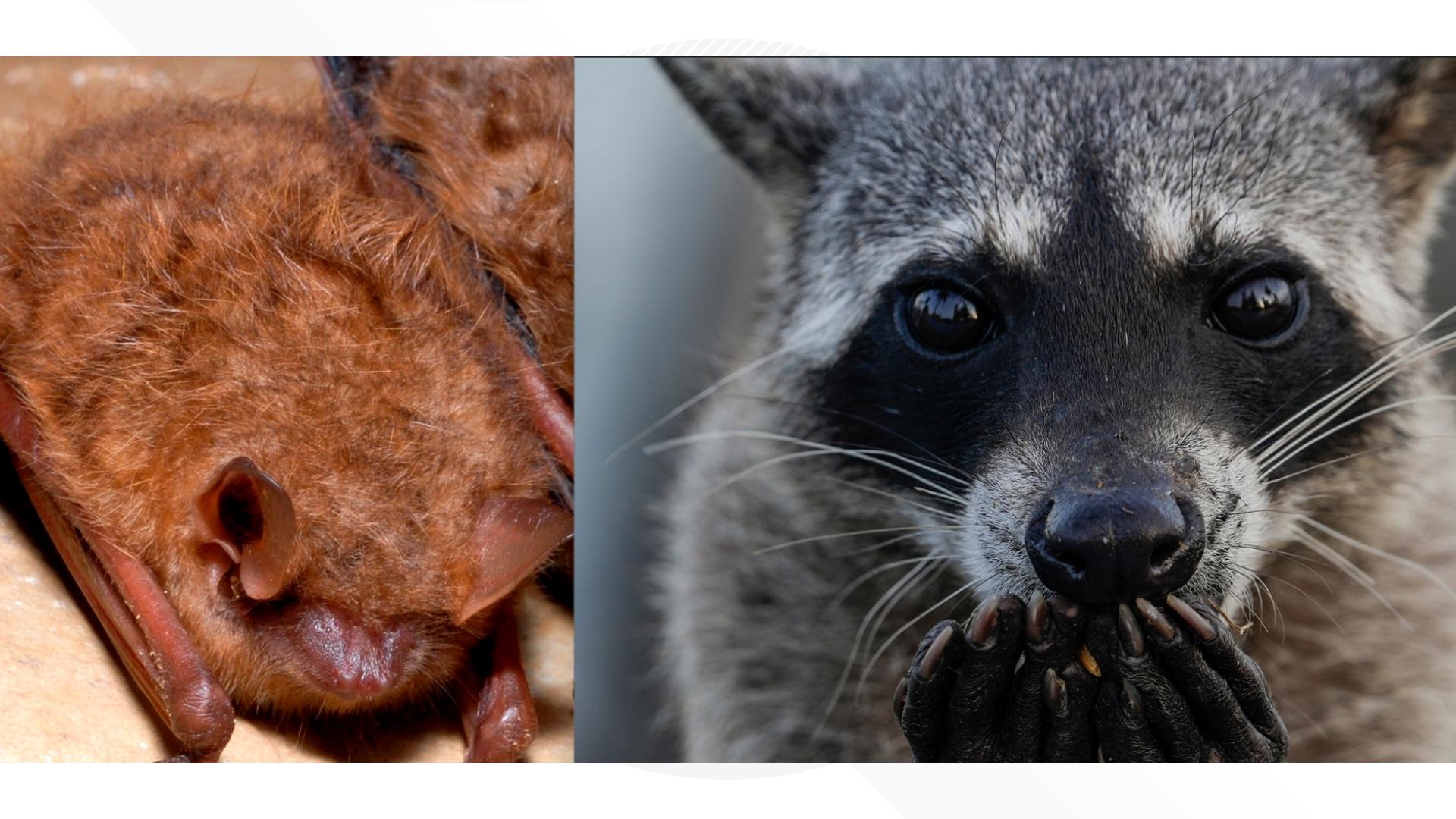 Rabies exposures up by 17%, CDC says The agency reported 17% more rabies-related inquiries in July and August compared to 2025.