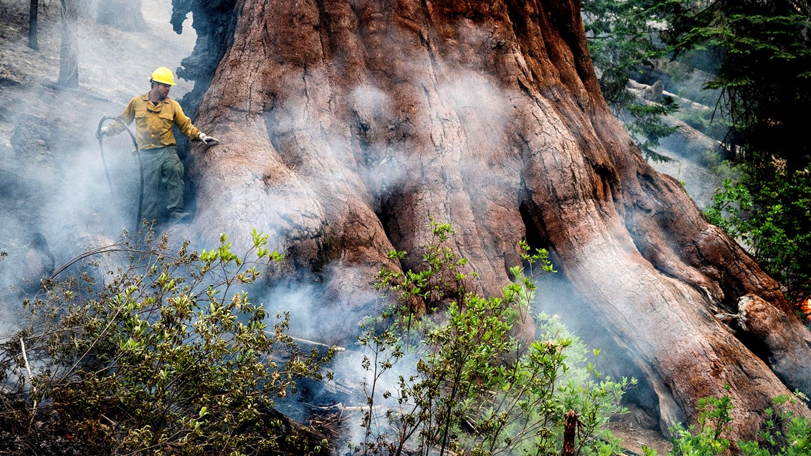Washburn Fire in Yosemite National Park | Updates - Vimarsana News