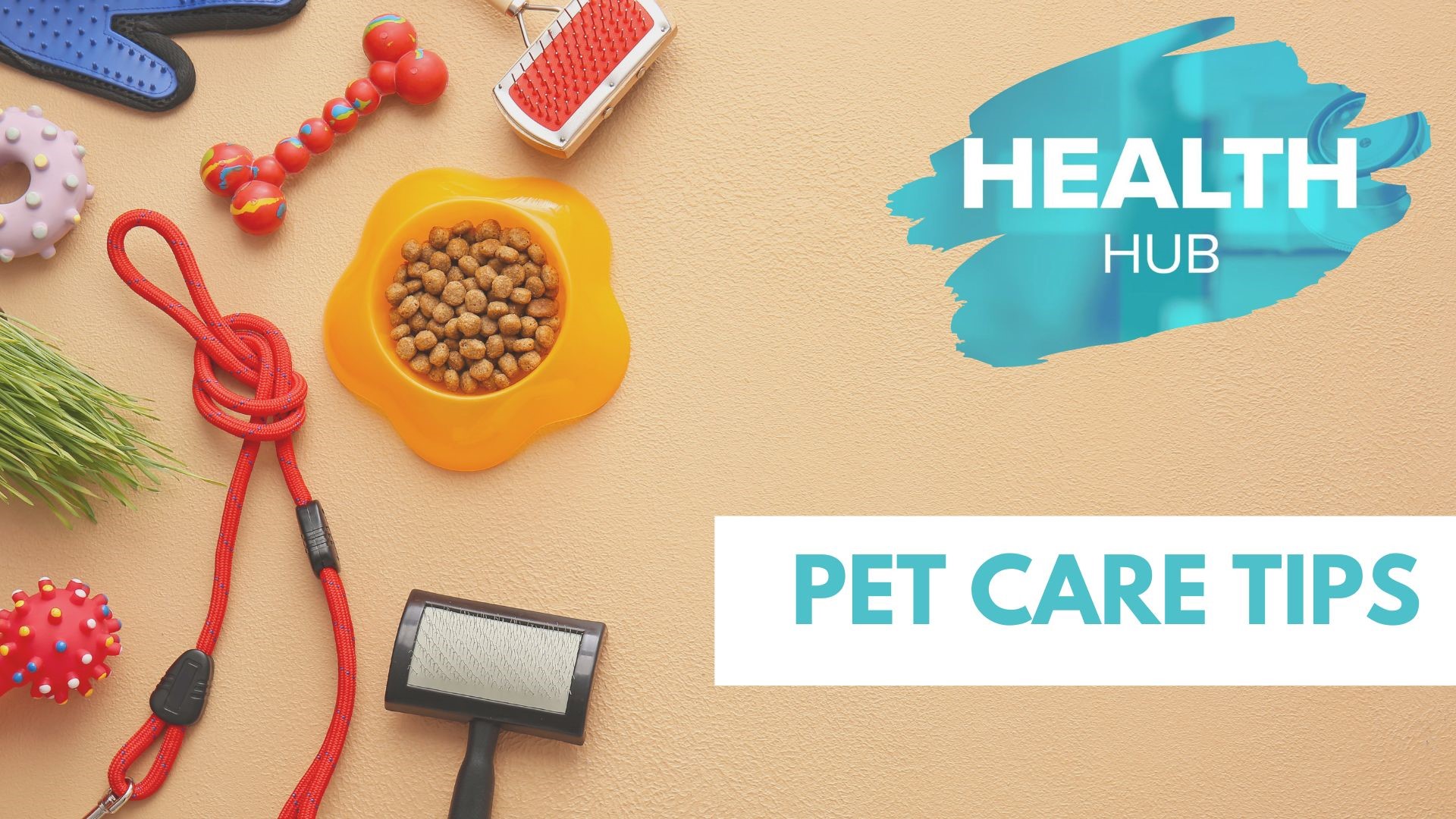 Health Hub | Pet care tips to keep them healthy