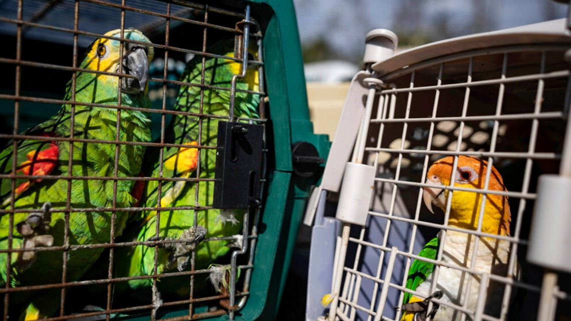 Rescuers flock to save parrots stranded by Ian - Vimarsana News