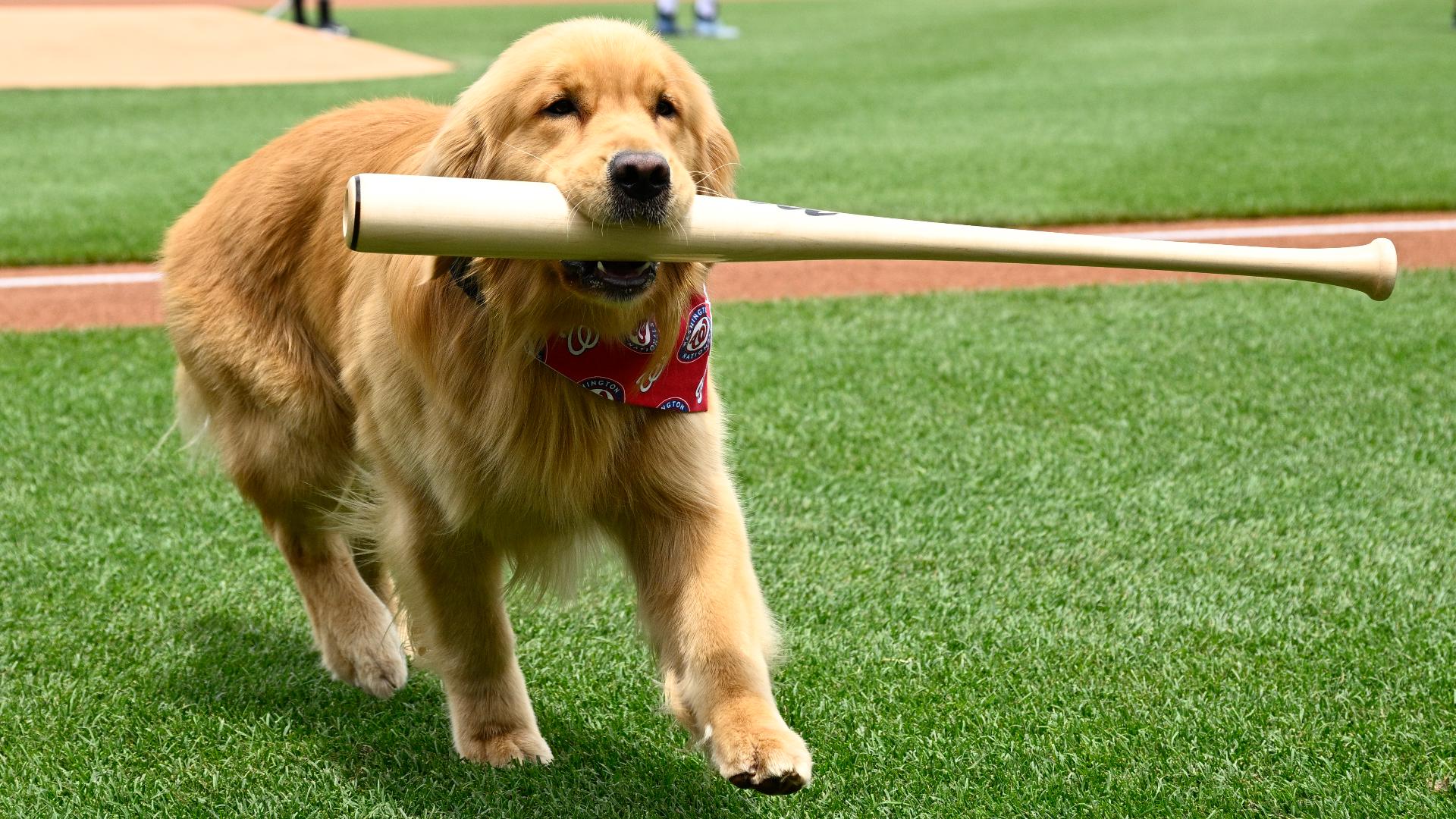 Bruce the bat dog delights at Nationals Park in MLB debut | abc10.com