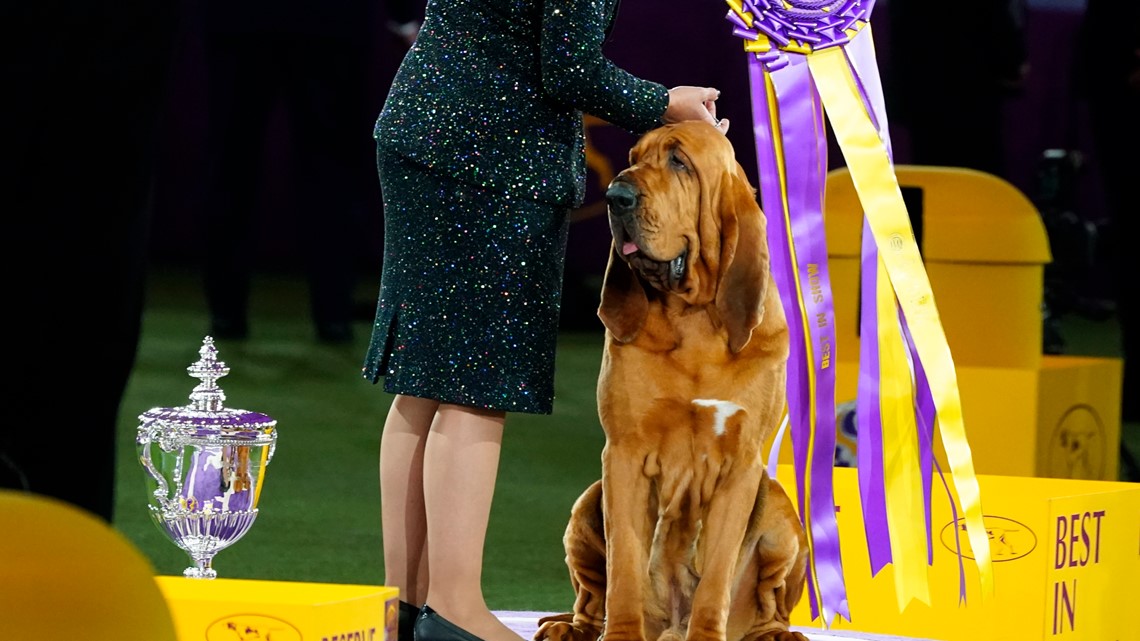 Westminster Dog Show 2022: Trumpet the bloodhound wins | abc10.com