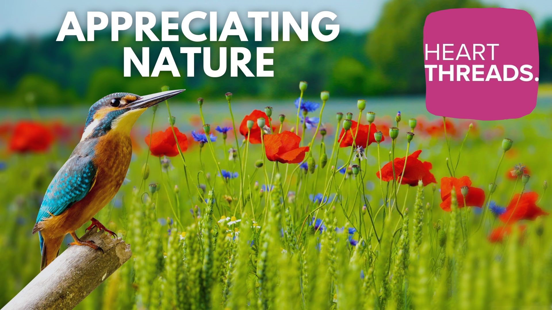 Stories showcasing the beauty of nature and the importance of engaging and learning about the natural world.