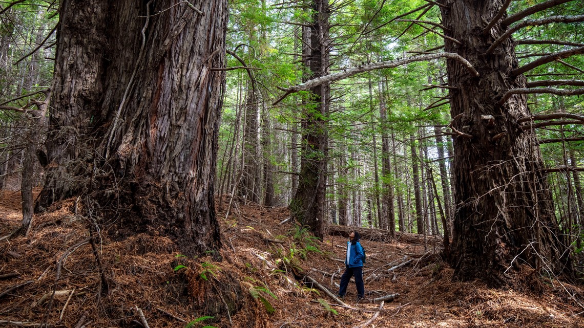 500 acres of redwoods returned to Native American tribes - Vimarsana News