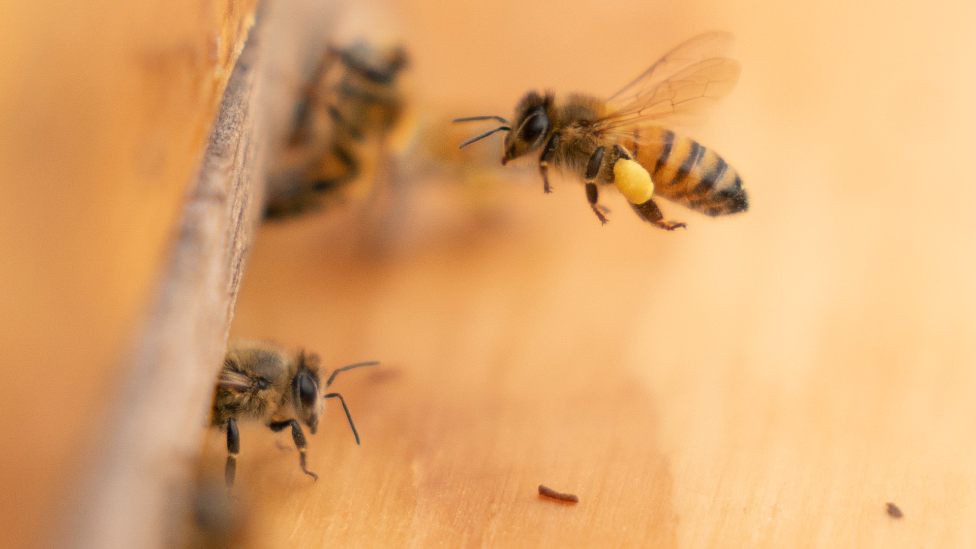 The U.S. government has deployed thousands of honeybees on a handful of its buildings across the country. Here's why.