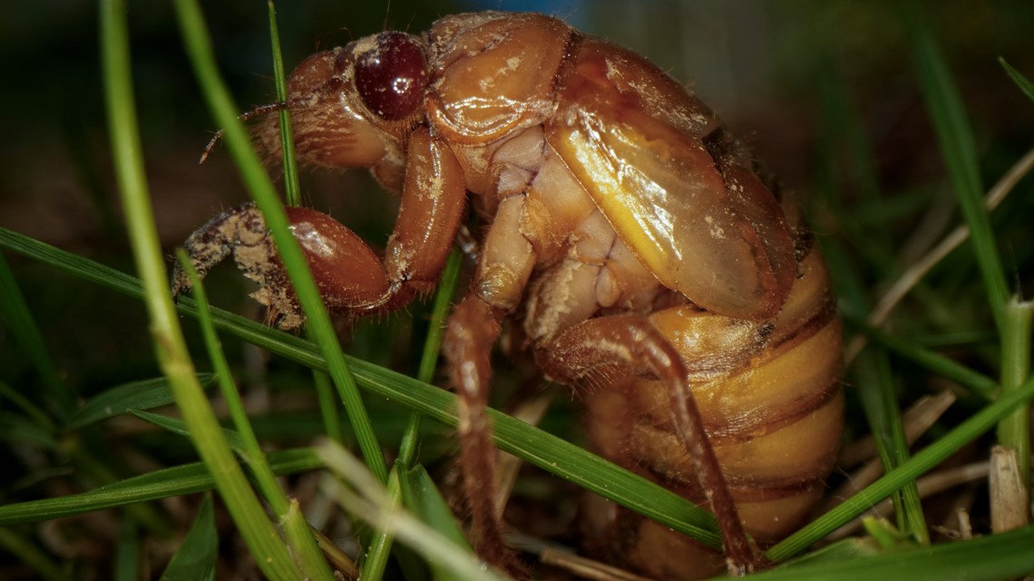 Cicada map: Where billions of cicadas will emerge in 2024 | abc10.com