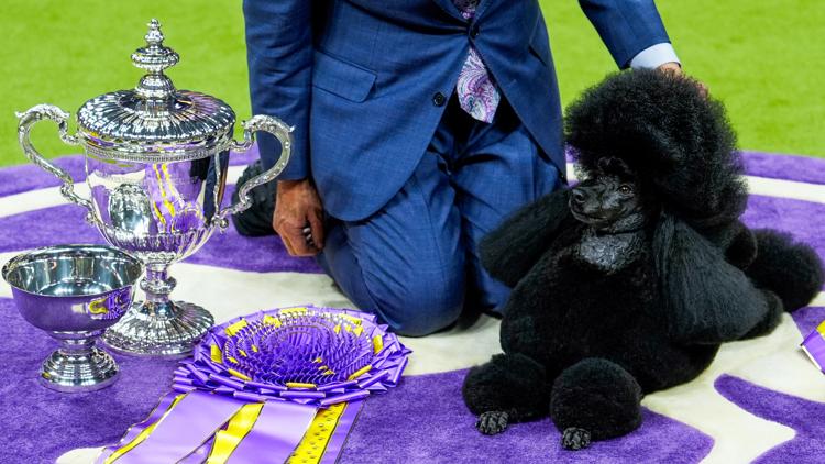 Miniature poodle wins 2024 Westminster Dog Show | abc10.com