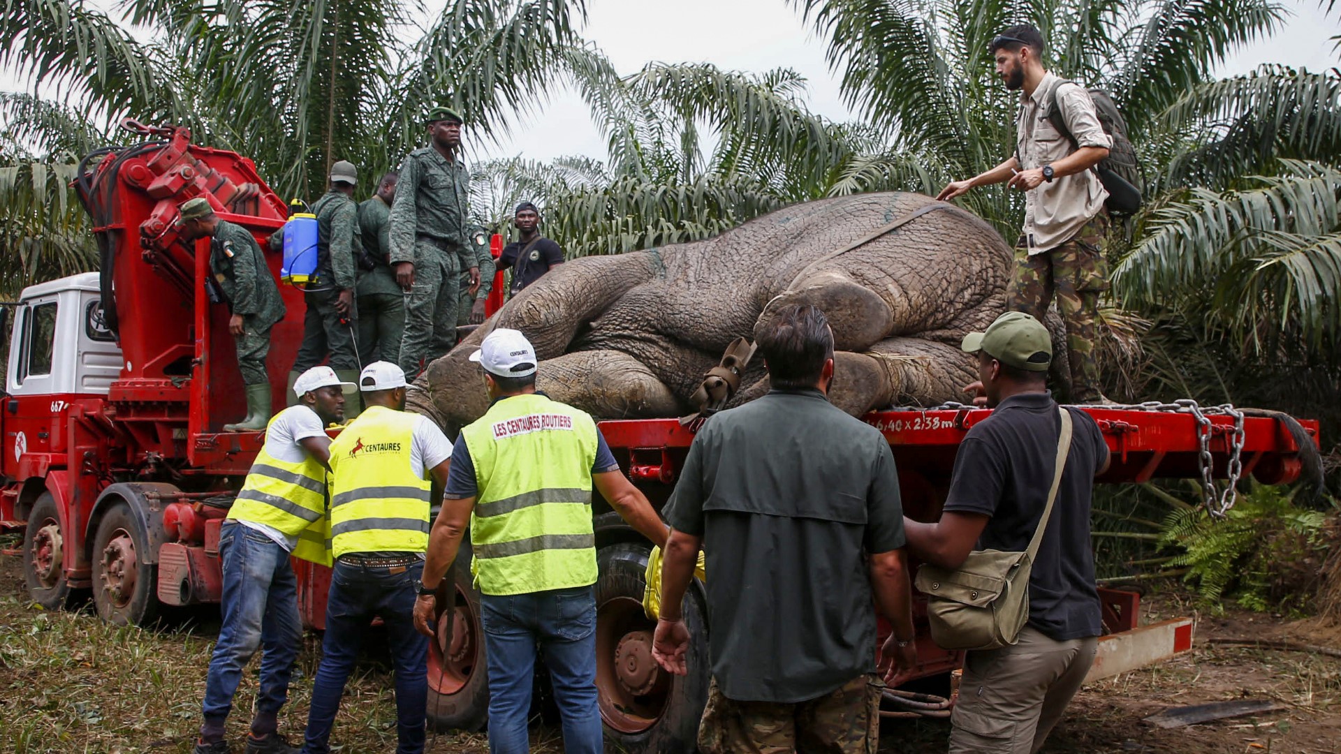 Elephants relocted from Ivory Coast | abc10.com