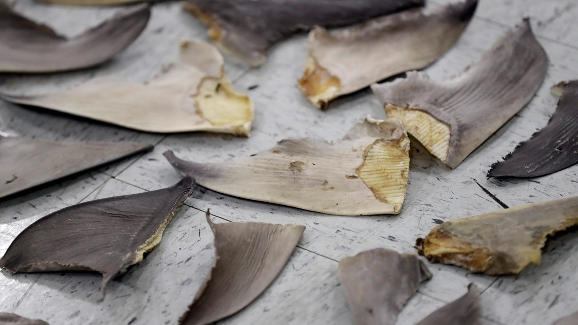 Feds crack down on US companies involved in shark fin trade - Vimarsana News
