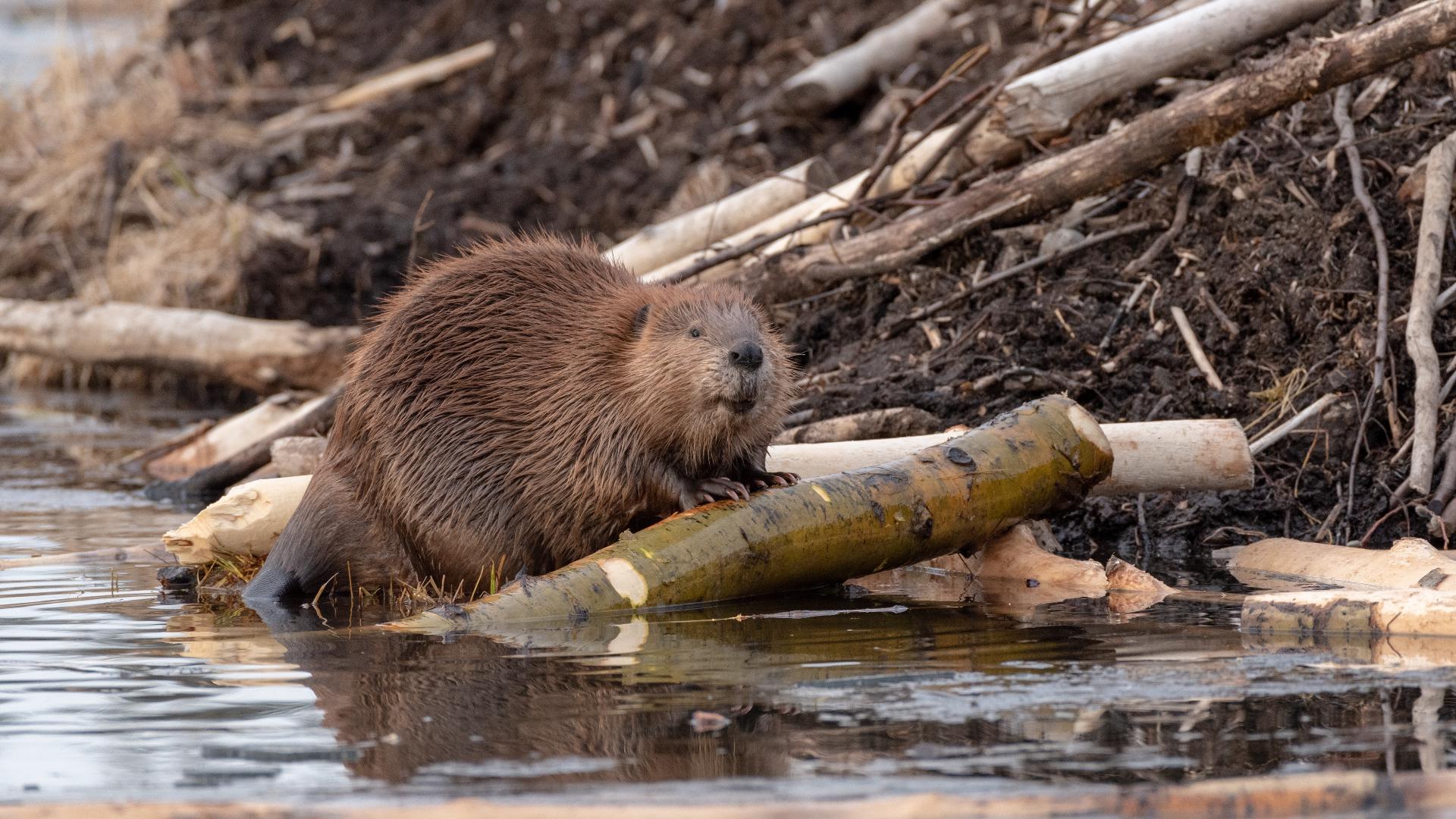 Beaver that attacked people in New Jersey and bit 8-year-old confirmed ...