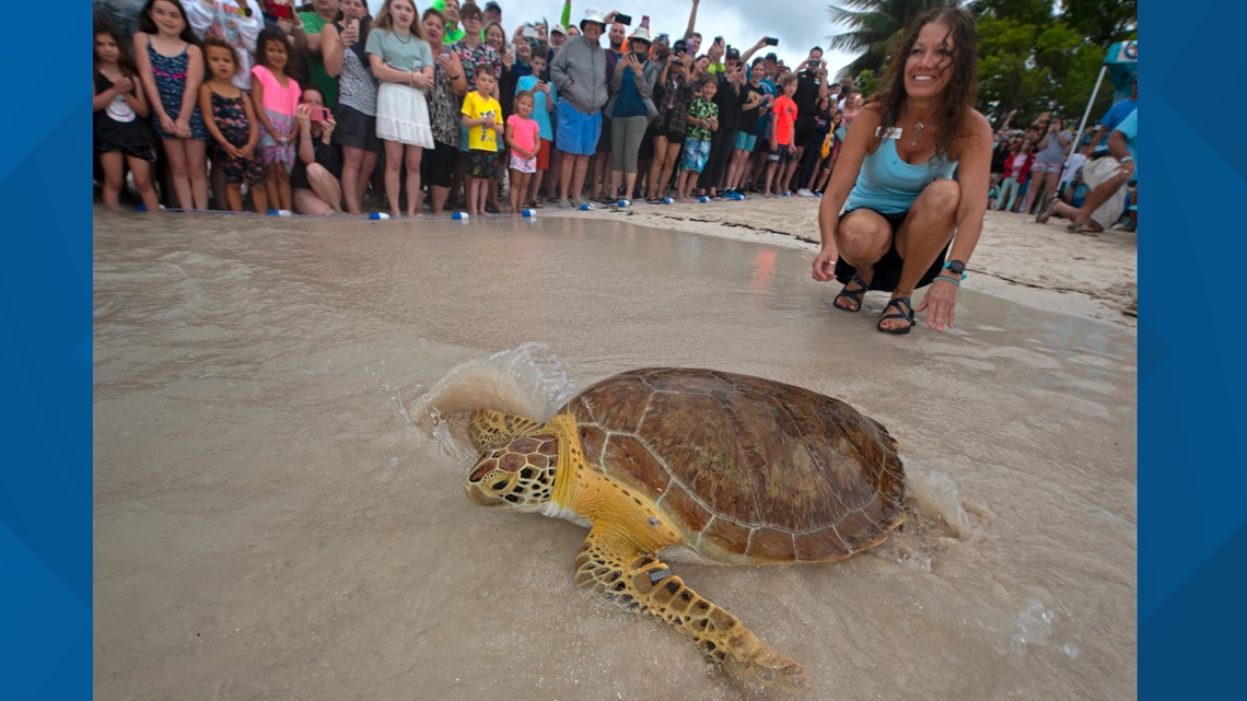 turtle hospital marathon fl price