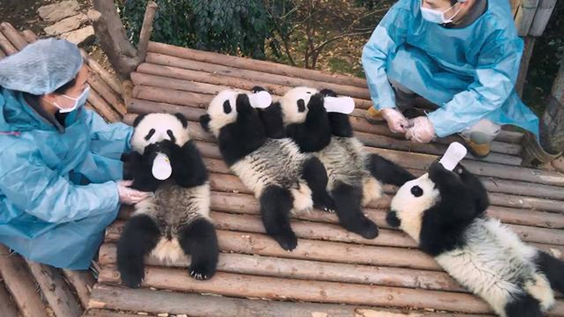 Adorable Overload Pandas To Return To An Imax Theater Near You