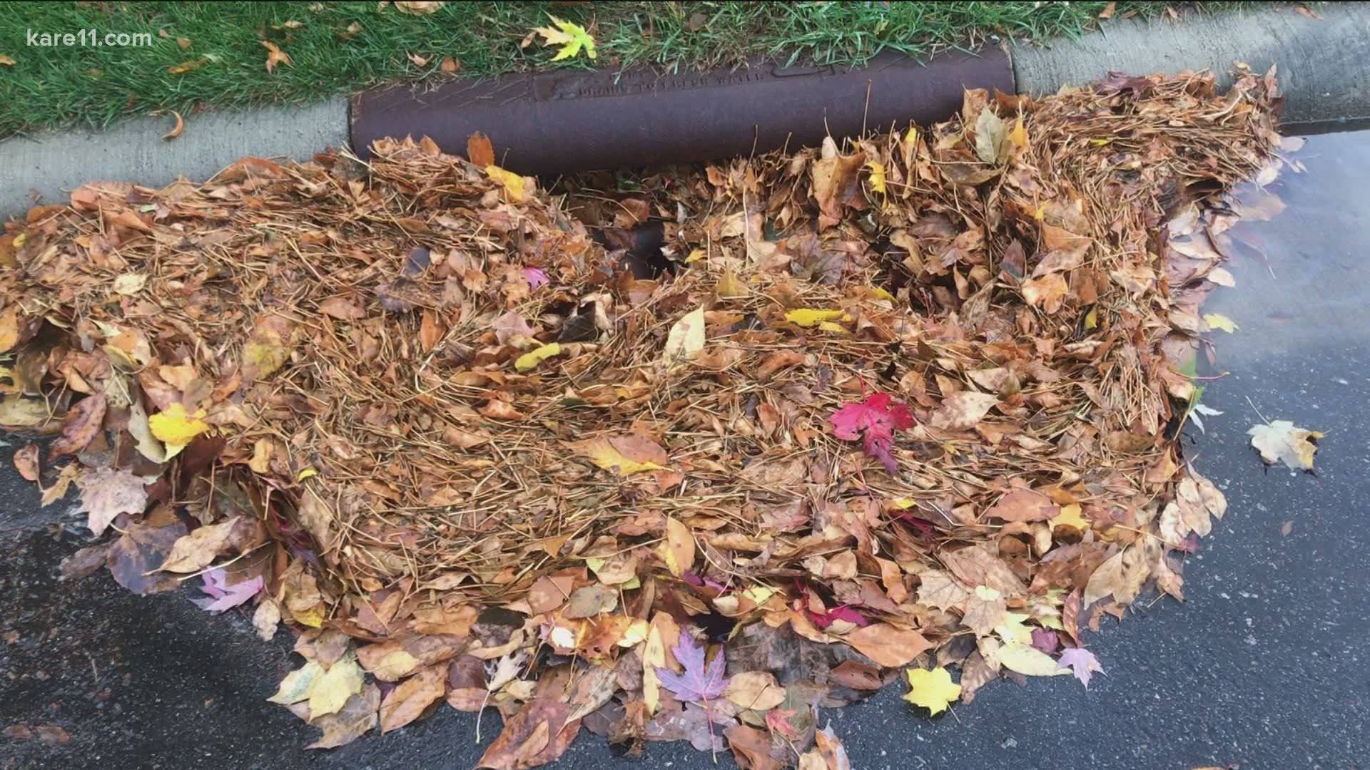 Leaves love to collect near storm drains. Not only does that lead to localized flooding, it's also harmful to Minnesota's lakes and waterways.