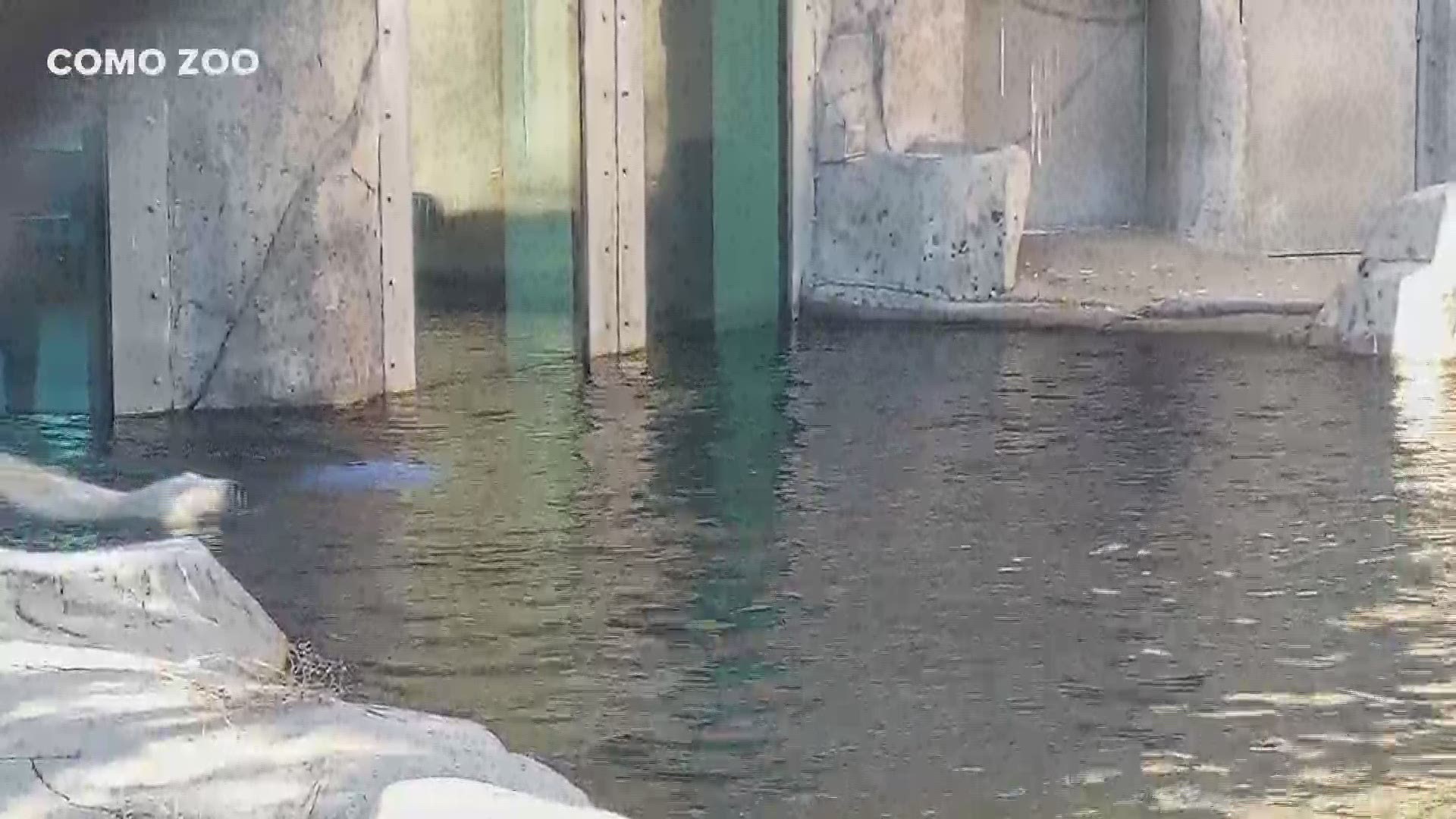 The Como Zoo in St. Paul welcomes its newest resident: Nan the 26-year-old polar bear.