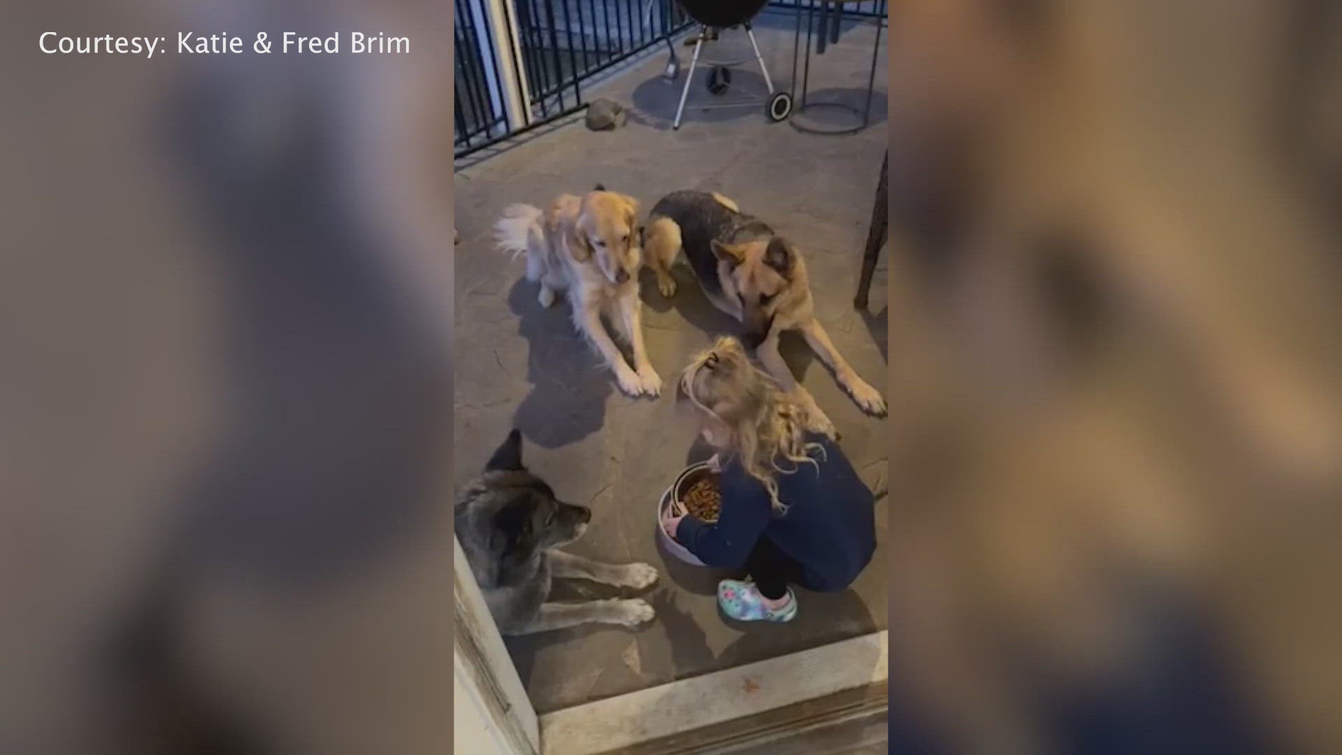 A Central Texas toddler is making sure her dogs say a prayer before they can dig into their meals.
