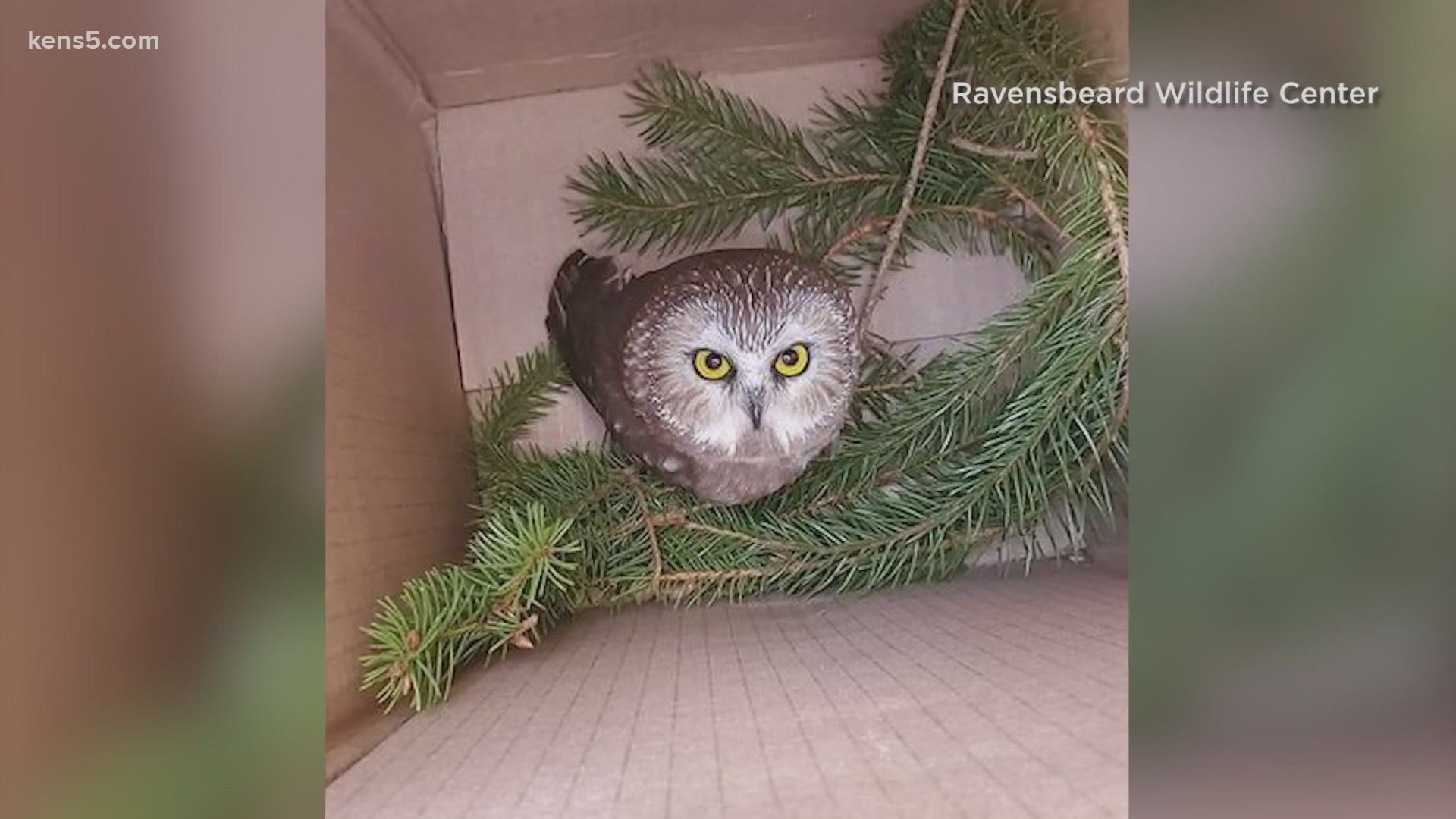 A baby owl was rescued from one of the most well known Christmas trees in the country.