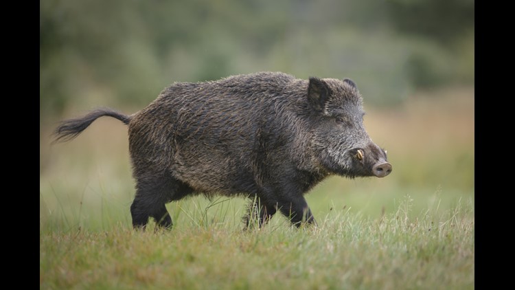 Hungry pigs chomp lawns in Northern California neighborhood