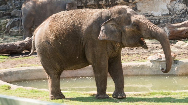 San Antonio Zoo celebrates 60th birthday of Lucky the