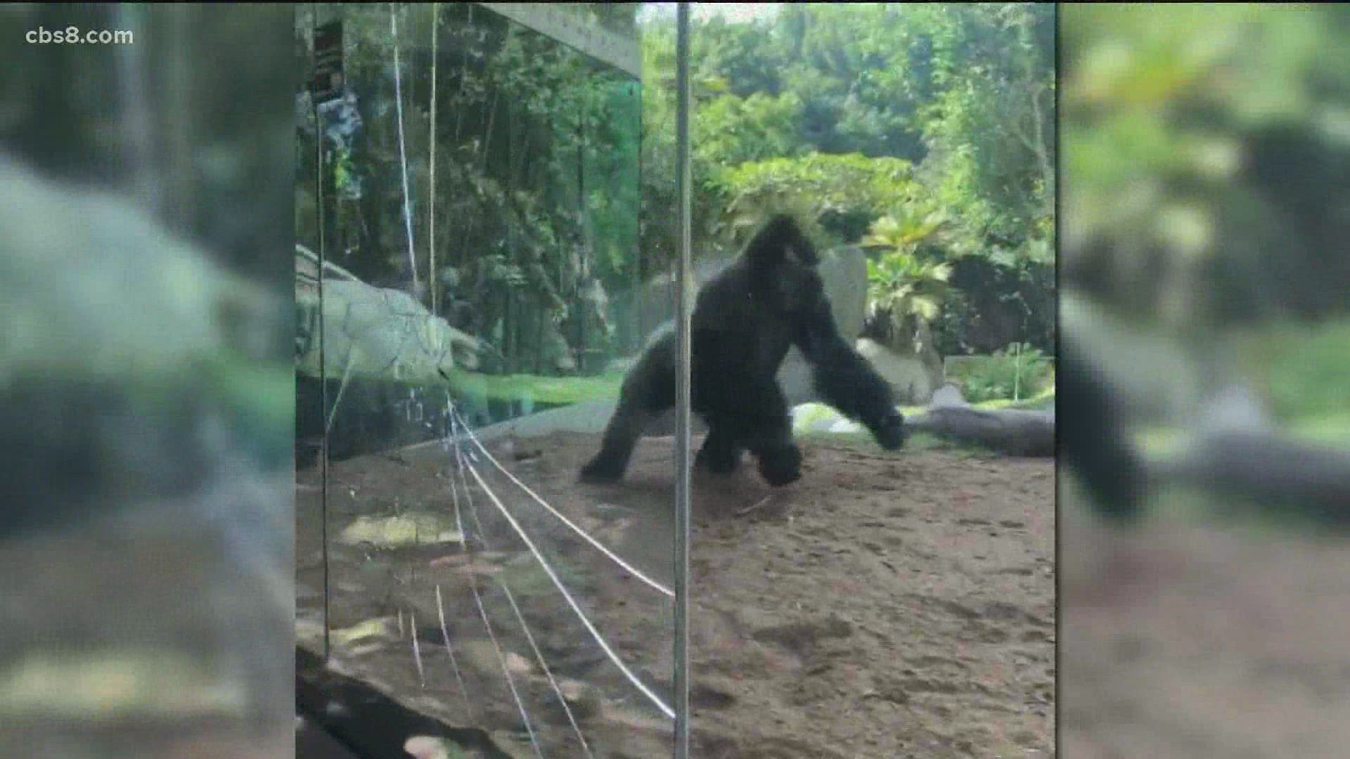 One gorilla slammed another into the viewing window cracking one layer of glass.