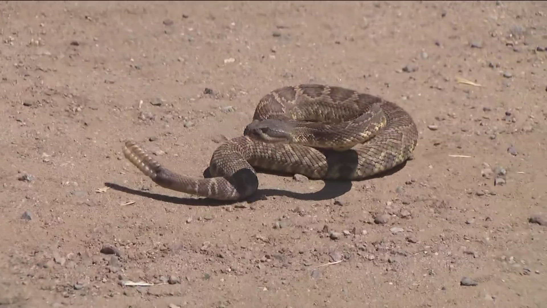 San Diegans are being urged to stay alert outdoors after a surge of rattlesnake sightings across the county.