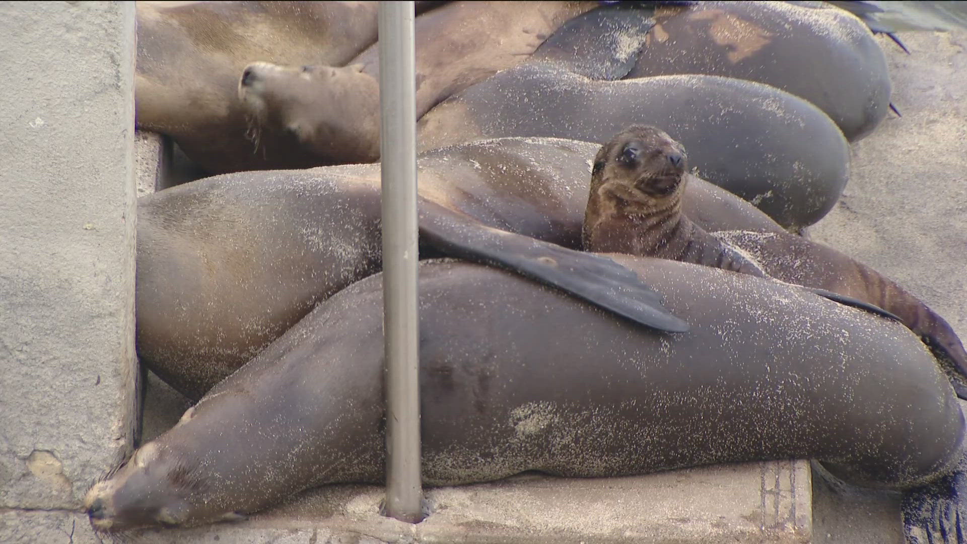 Over the past week, three sea lion pups have been found dead in the cove.