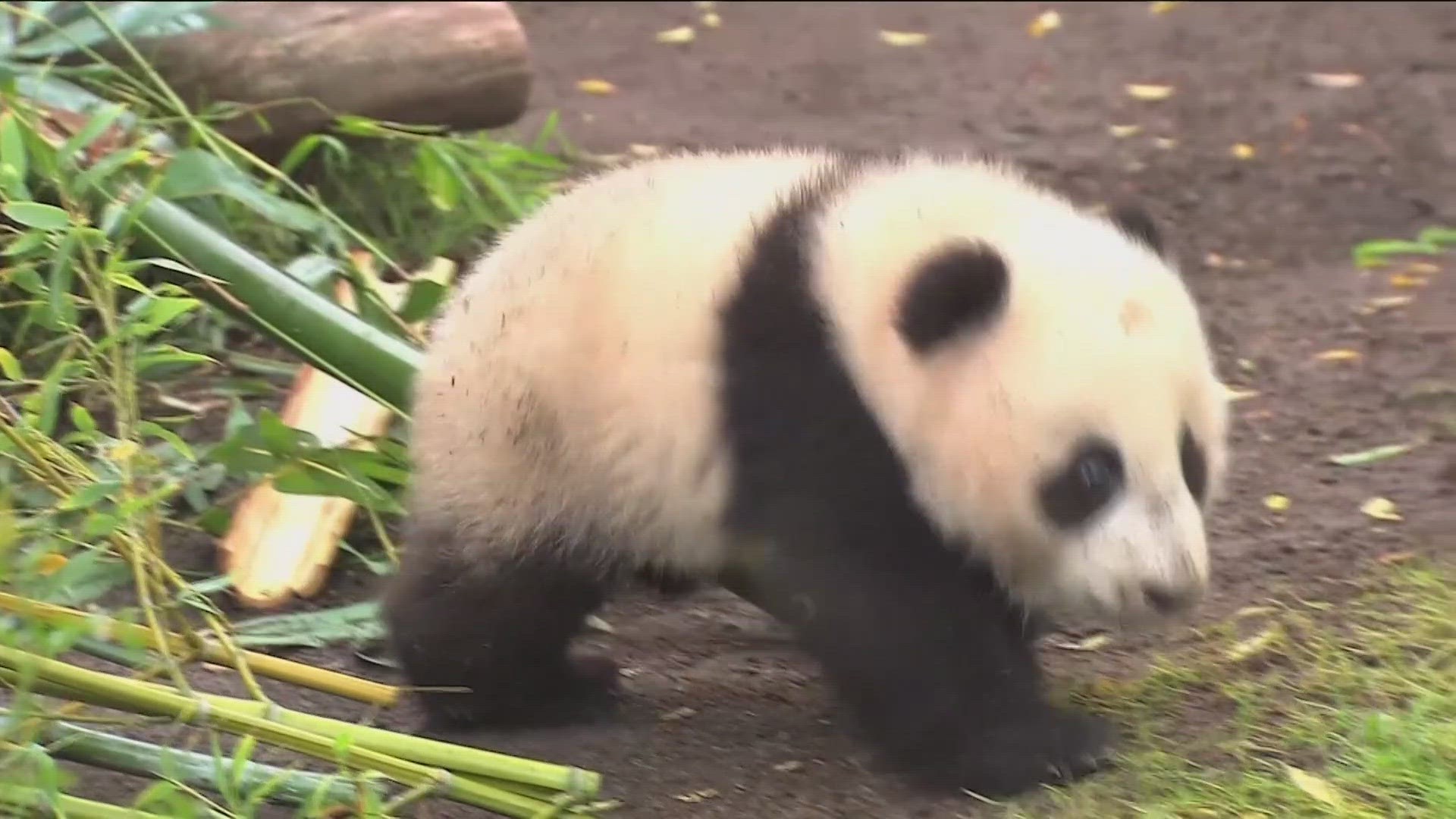 The move renewed China's longstanding friendship with the U.S. after most of the bears on loan to American zoos were returned as the two nation's relations soured.