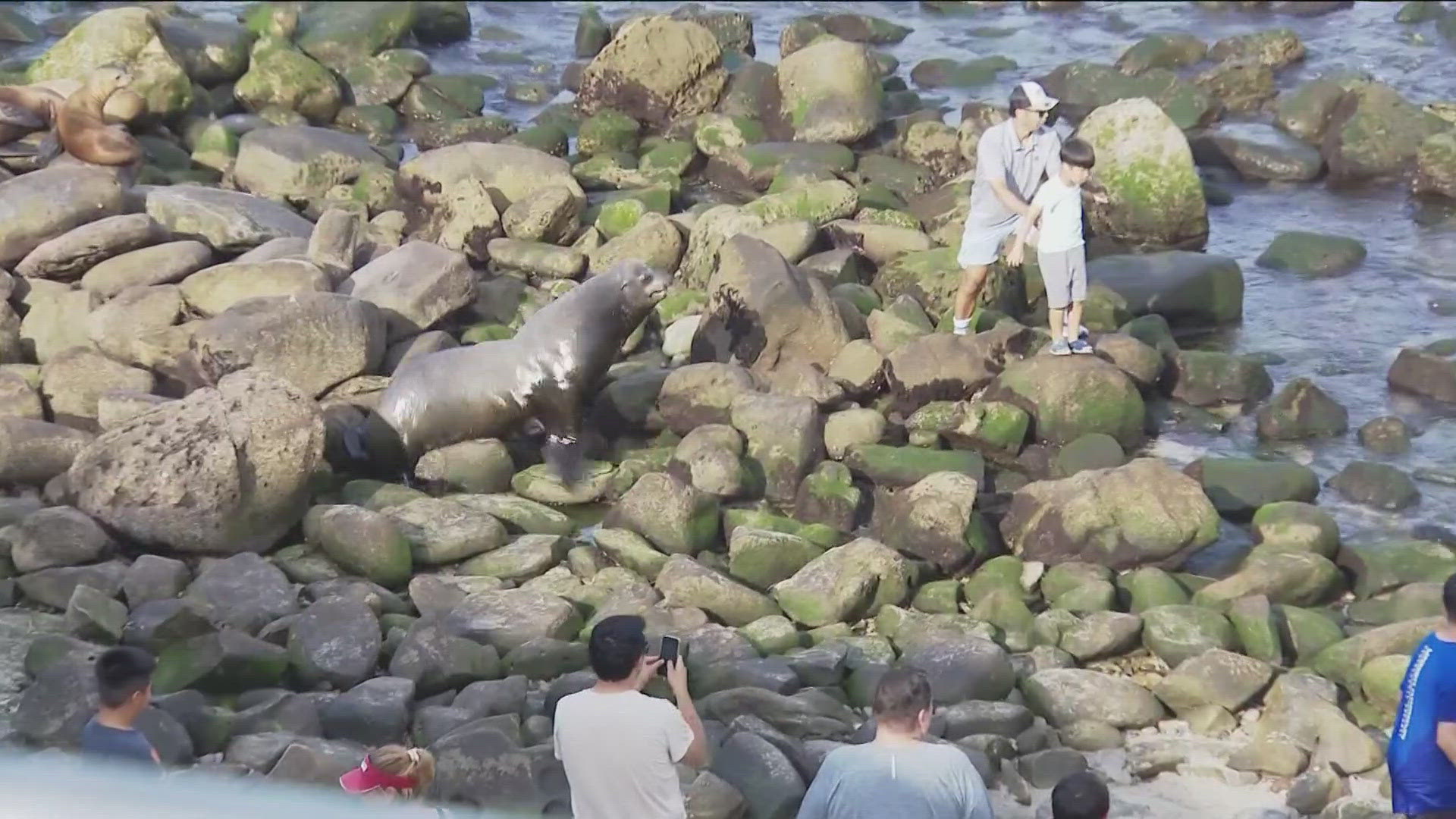 Advocates want ropes, cones and a park ranger staffed at La Jolla Cove to help separate beachgoers from the wildlife.