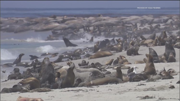 Alarming trend of cancer in sea lions being caused by exposure to banned chemical