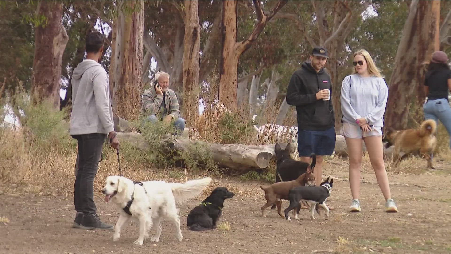 San Diego County Health and Human Services says there are no reports of the mystery illness but they are monitoring dogs.