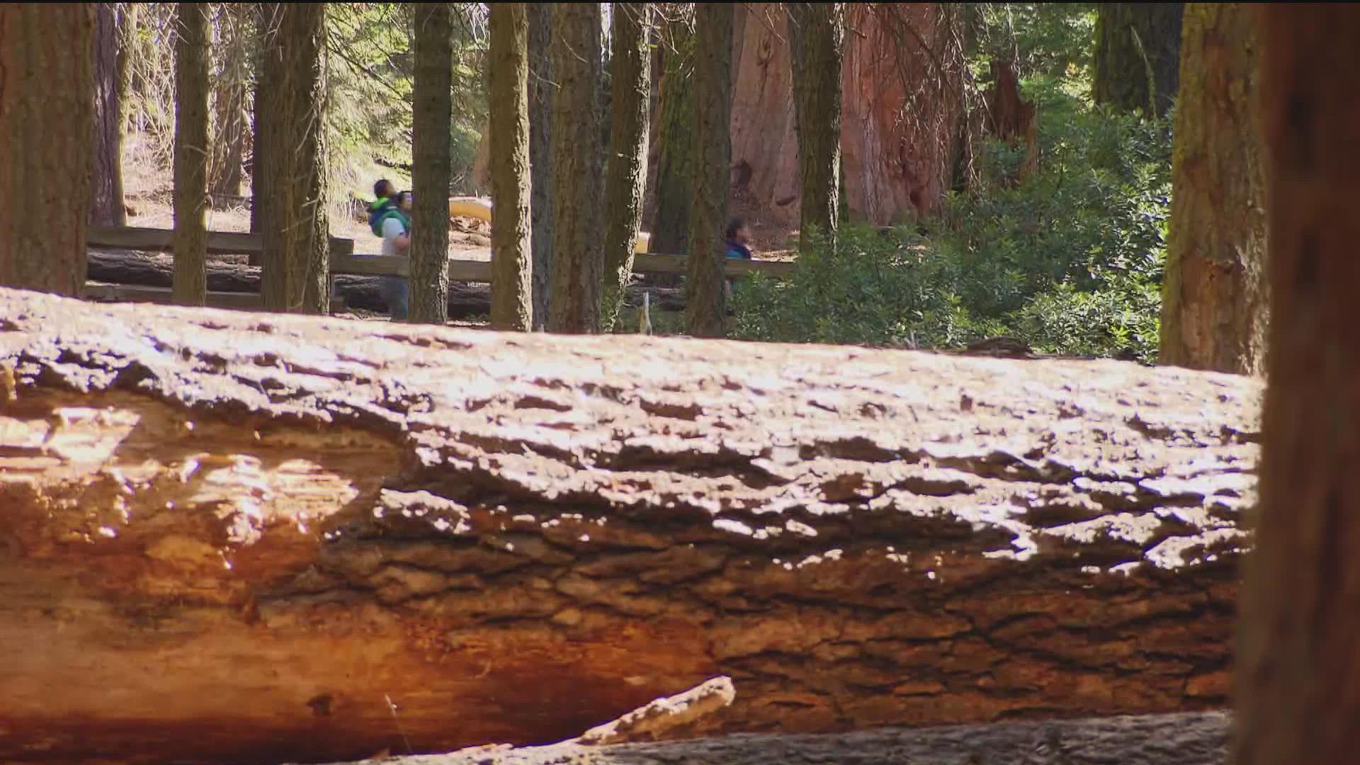 "In 2017, we lost our first Sequoia to a fire and in the last two years, 19% of all the Giant Sequoias to a fire," said Congressman Scott Peters.