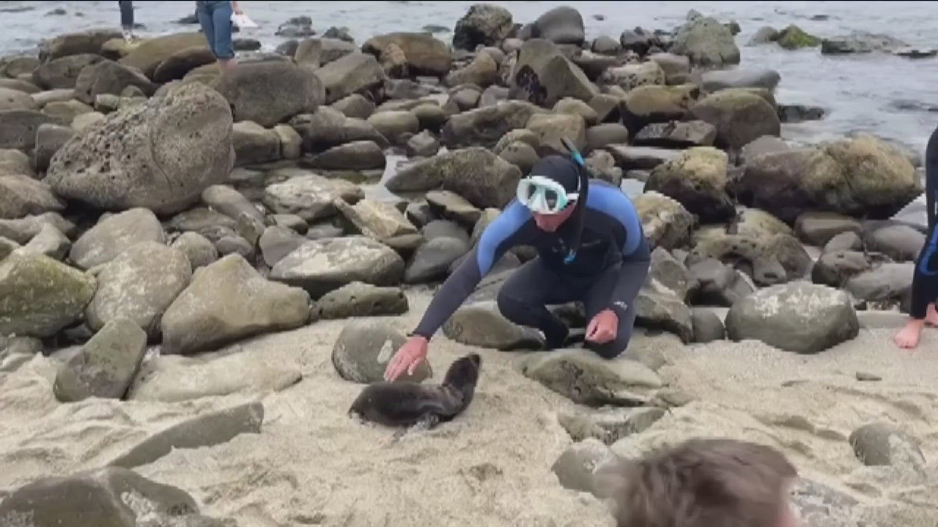 "I took a video today of a douche bag at La Jolla Cove petting a newborn sea lion after a bunch of people told him not to," a concerned citizen told CBS 8.