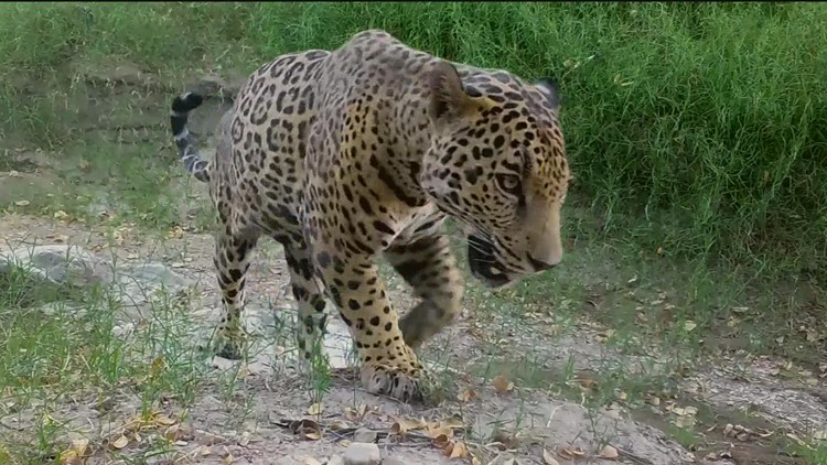 Jaguars spotted near Arizona border, first since getting hunted out of the U.S.