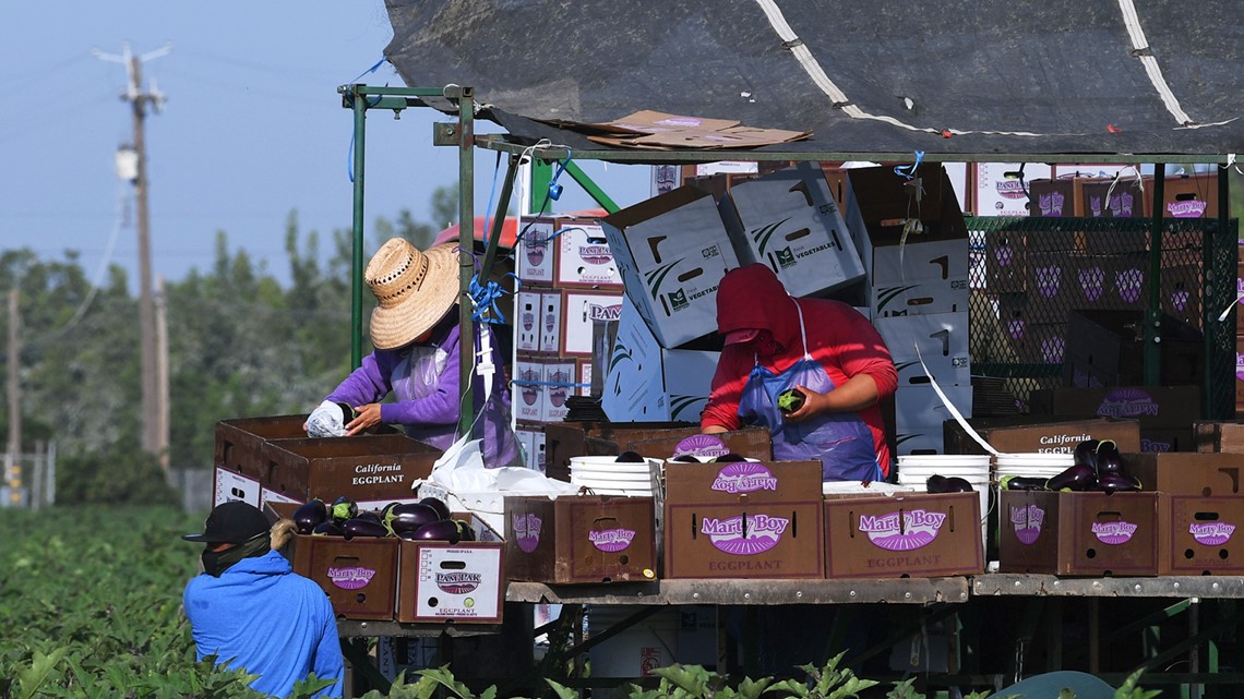 United Farm Workers grapples with how to grow - Vimarsana News